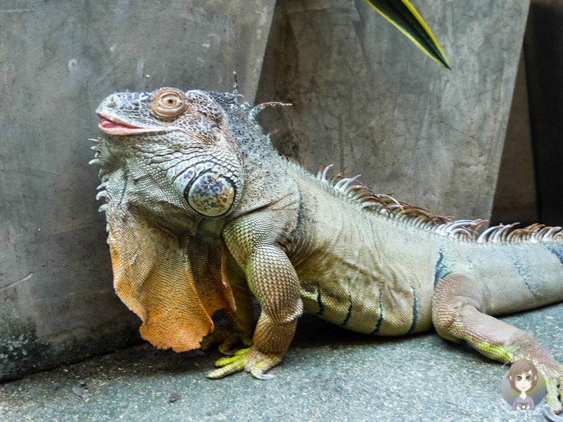 Ein Leguan in Thailand