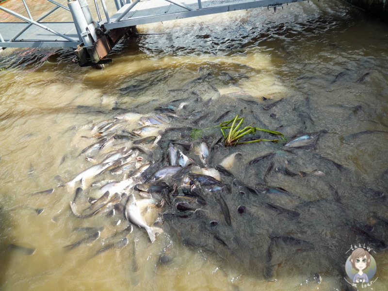 Fische im Chao Phraya, Bangkok