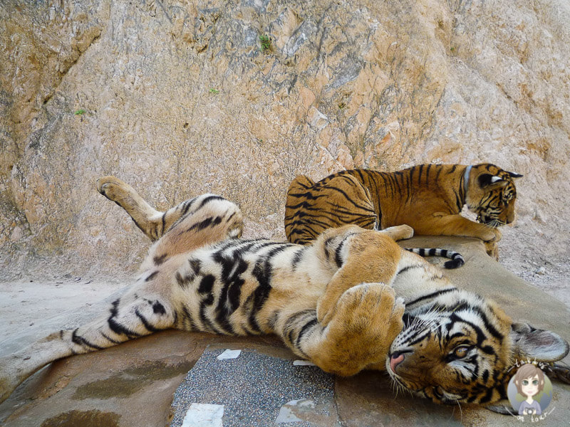 Tiger im Tiger Tempel, Thailand
