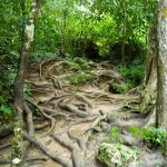 Der matschige Wanderweg im Erawan National Park