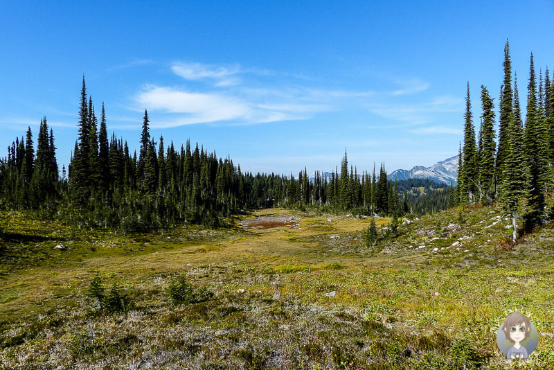 Die Natur im Mount Revelstoke National Park, Kanada