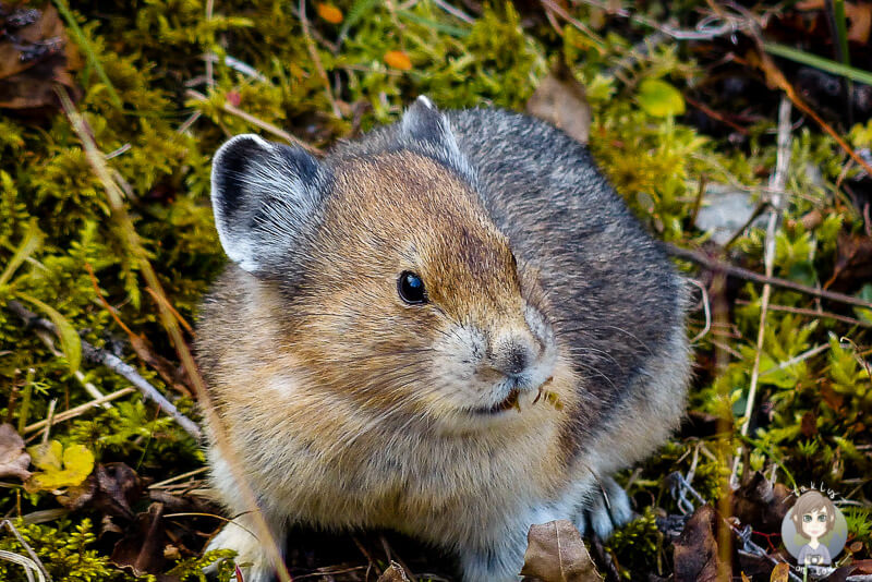 Ein Pfeifhase am Moraine Lake, Kanada
