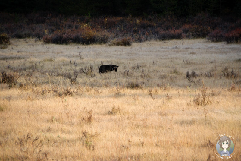 Tierbeobachtung im Banff National Park, Alberta, Kanada