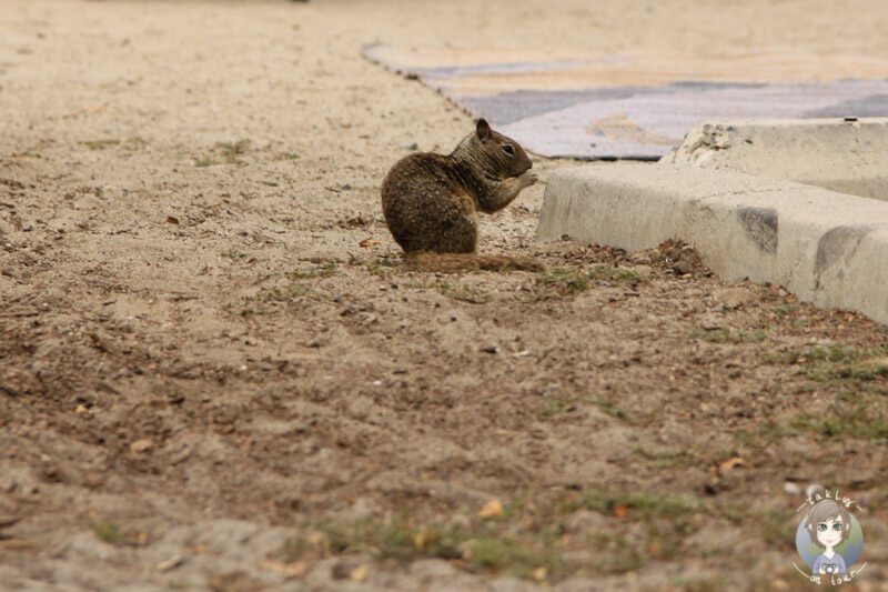 Eichhörnchen am Doheny Beach