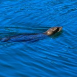 Sealion in Monterey