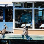 Pelikane in Monterey