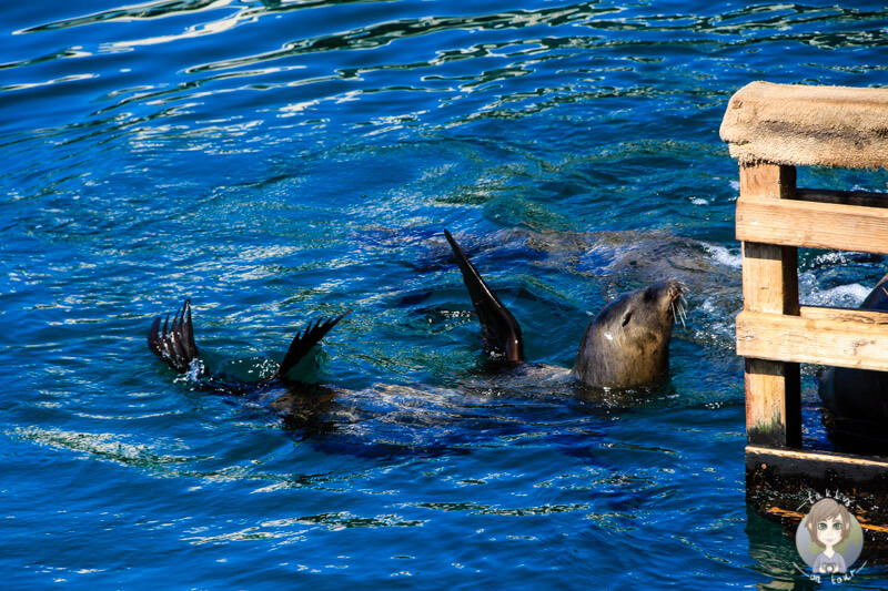 Seelöwen in Monterey