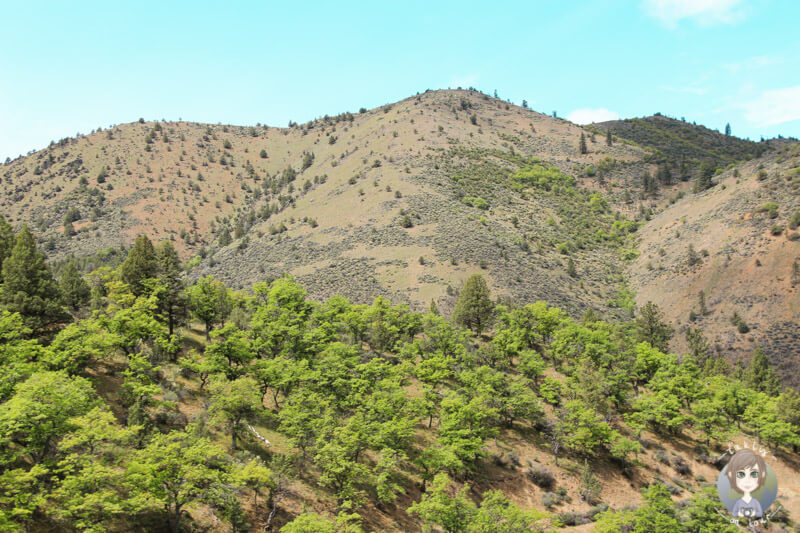Natur in Oregon (1)