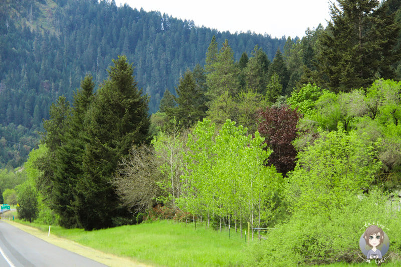 Natur in Oregon (3)
