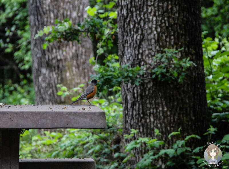 Vogel auf einem Tisch in Roseburg