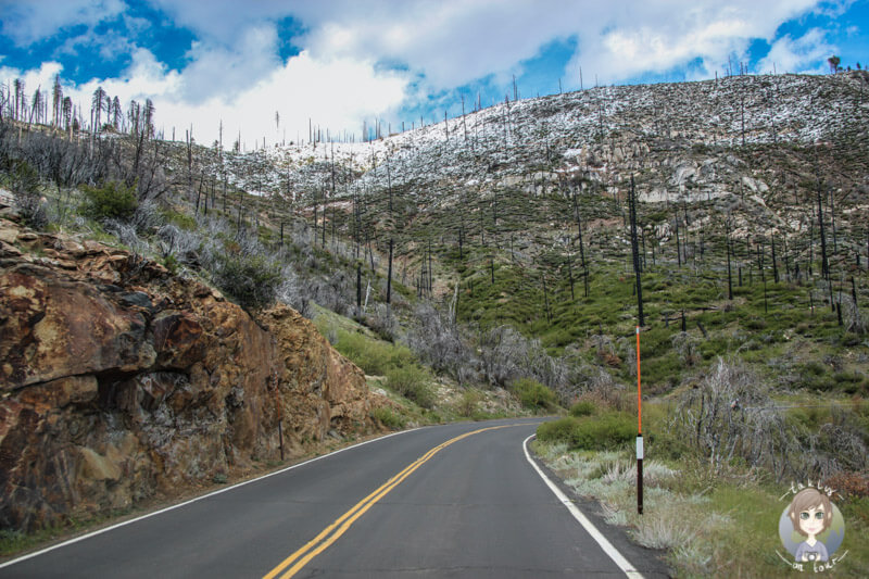 Waldbrandschäden im Yosemite Nationalpark