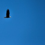 Ein Weißkopfseeadler in Kanada