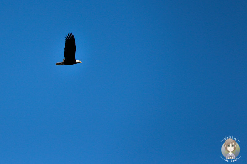 Weißkopfseeadler