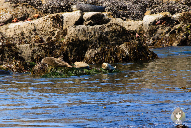 Seelöwen in der Yaquina Head Natural Area