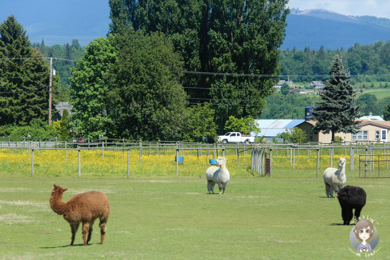 Eine Alpakafarm