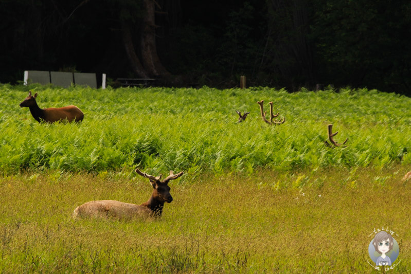 Hirsche im Elk Prairie State Park