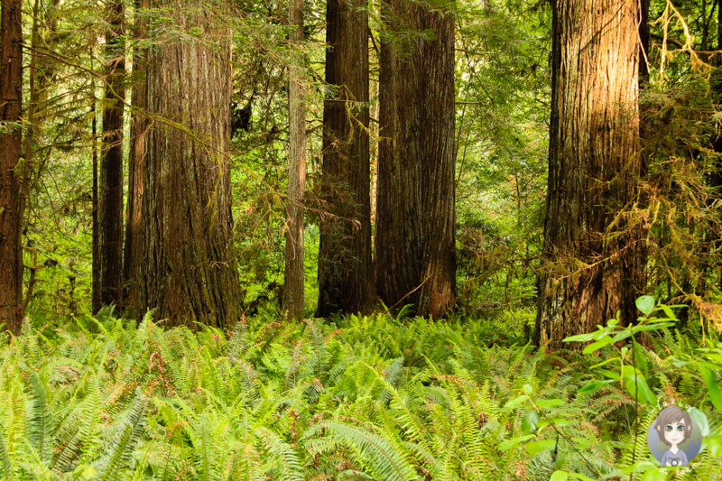 Redwoods im Elk Prairie State Park