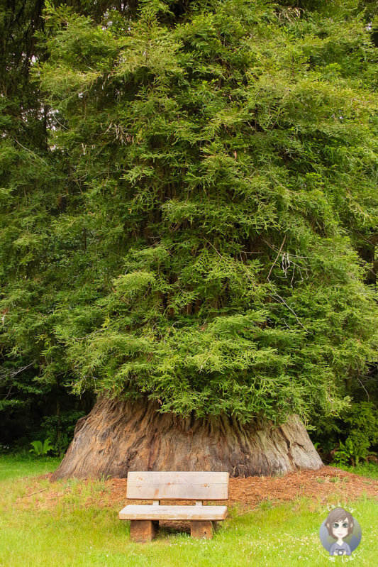 Redwood im Elk Prairie State Park