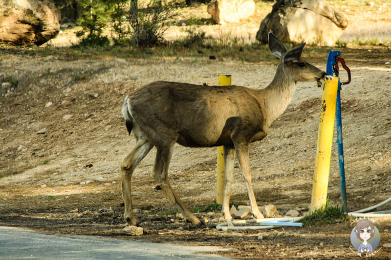 Rehe am Grand Canyon