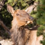 Mule Deer im Grand Canyon National Park