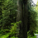 Redwood auf dem Newton B. Drury Scenic Parkway