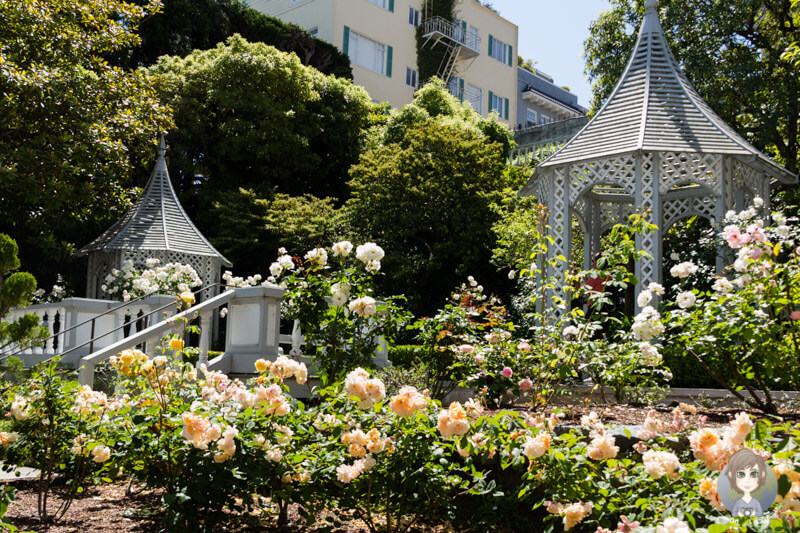 Rosengarten in San Francisco