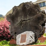 Redwood in Scotia