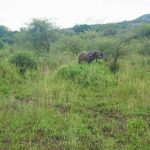 Einer der Büffel am Straßenrand auf unserer Kenia Safari
