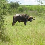 Ein Büffel auf unserer Kenia Safari im Tsavo West