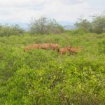 Gazellen auf unserer Kenia Safari