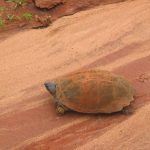 Eine Schildkröte überquert die Straße im Tsavo Nationalpark