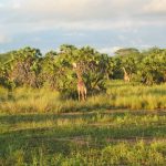 Giraffen am Morgen auf der Pirsch im Tsavo West Nationalpark in Kenia