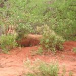 Während unserer Kenia Safari sehen wir ein Warzenschwein im Gebüsch