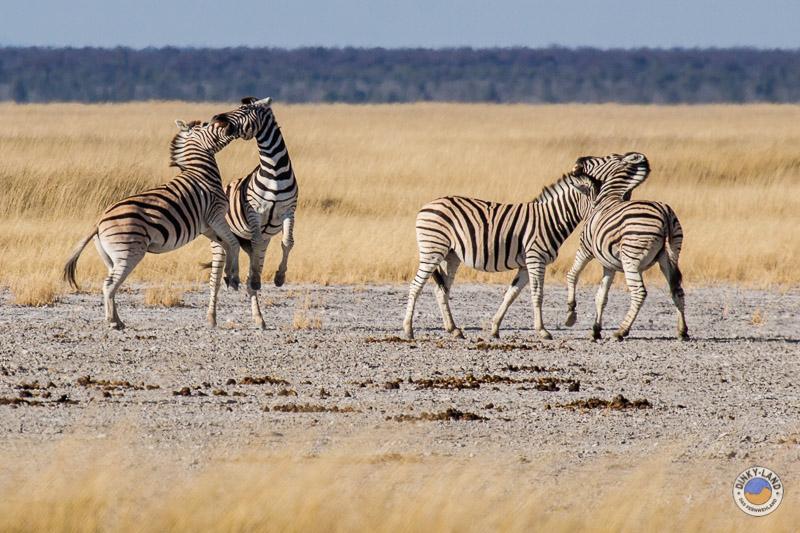 Zebras im Etosha Nationalpark beim Camping in Namibia