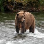 Tiere in Alaska: Ein Ausflug in die Tierwelt