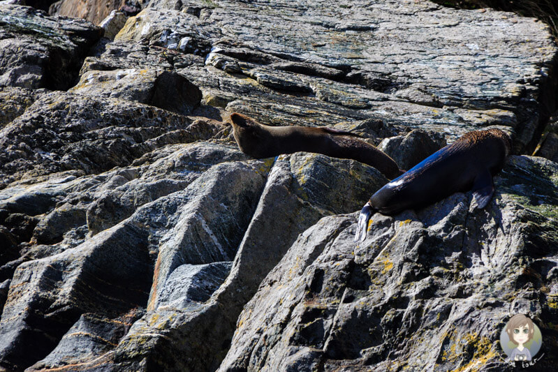 Tiere am Milford Sound - Seelöwen auf einem Fels