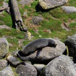 Seelöwen am Cape Foulwind nahe Westport