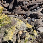 Seals am Cape Foulwind, West Coast