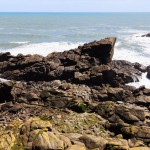 Seal Kolonie am Cape Foulwind