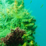 Korallen und Seesterne gibt es im Deep Underwater Observatory, Milford Sound zu bestaunen