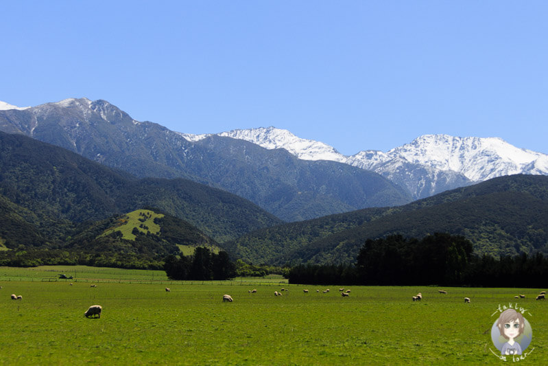 Schafe auf einer Wiese in Neuseeland
