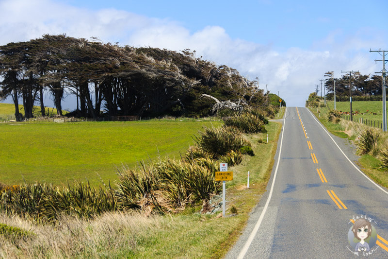 windschiefe Bäume in Neuseeland