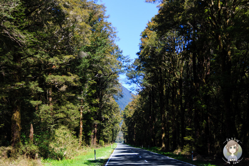 Fahrt durch den Wald Richtung Marble Hill Campsite