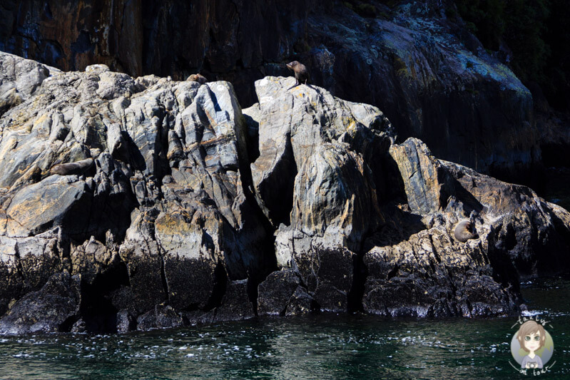 Seelöwen am Milford Sound
