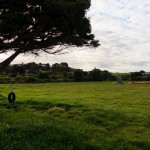 schöne große Wiese zum Freedom Camping in Neuseeland