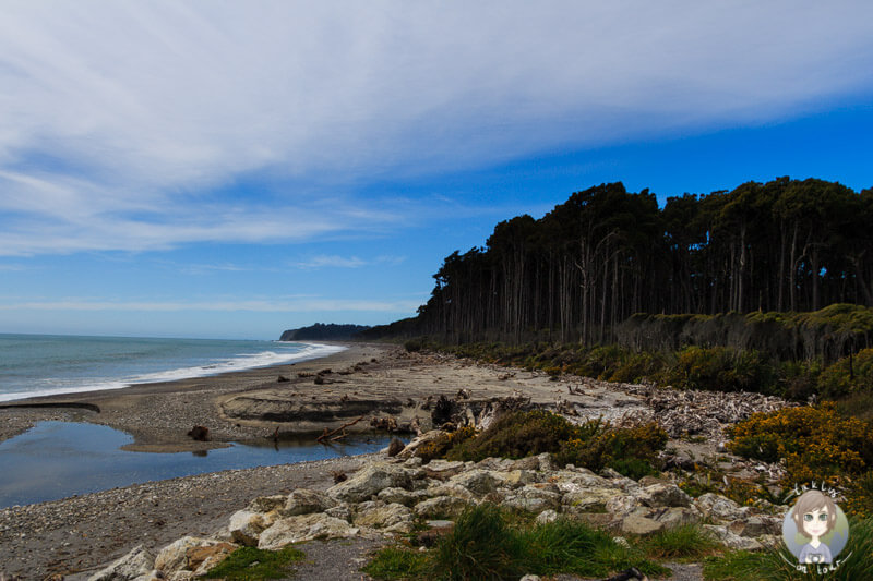 Bruce Bay, West Coast