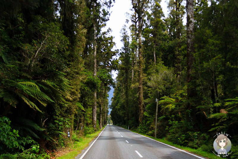 Regenwald am Haast Highway