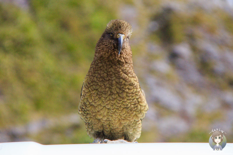 freche Kea im Fiordland National Park
