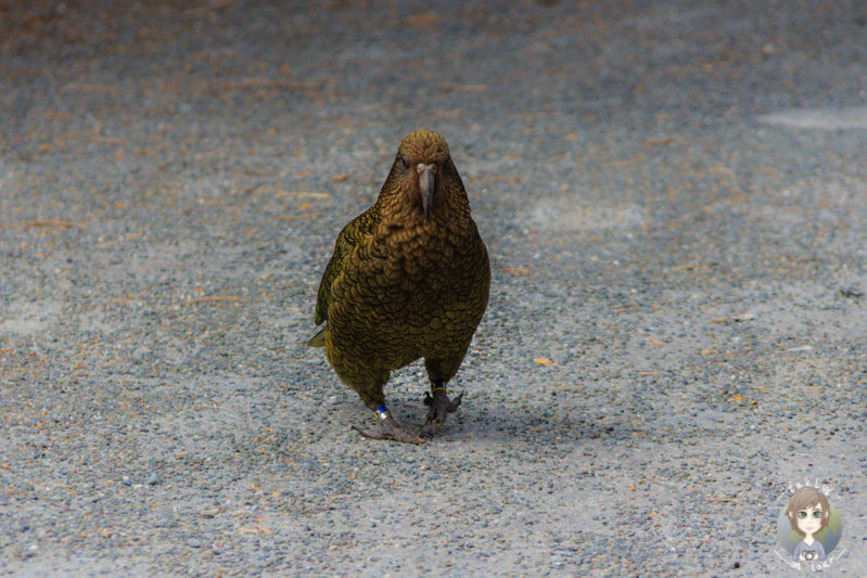 ein zahmer Kea in Neuseeland