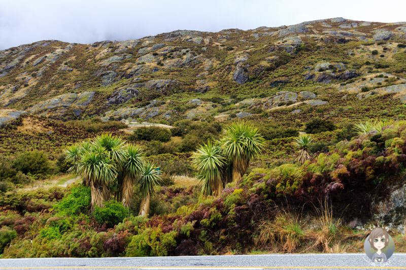 Palmen am Lake Hawea, wolkenverhangene Berge im Hintergrund